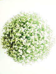 Ramo de paniculata - Pétalos Naturales