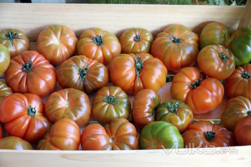 Tomates Raf