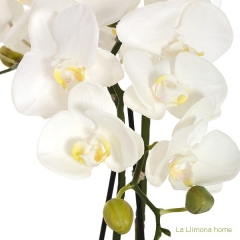 Planta flores orquideas artificiales ramas crema latex 70 1 - la llimona home