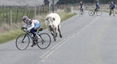 Es necesario un seguro de bici?