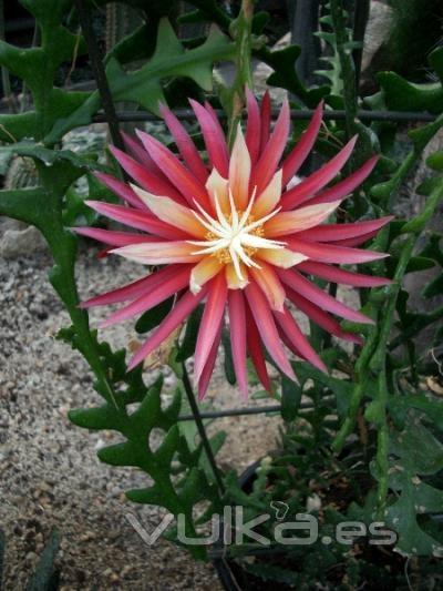 Flor Cactus Sierra