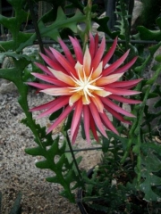 Flor cactus sierra