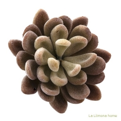 Planta crasa mini echeveria elegans artificial burdeos 10 2 - la llimona home