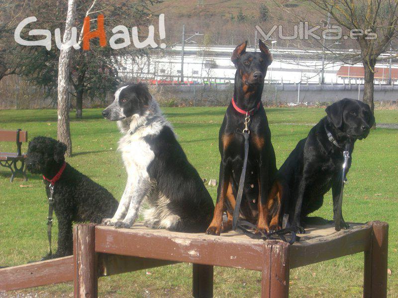 Educacin canina en guipuzcoa