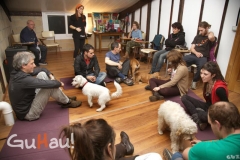Clases para cachorros guipuzcoa