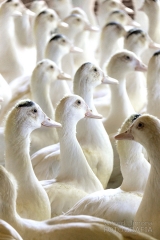 Fotografas decoracin patos blancos 007 wifred llimona