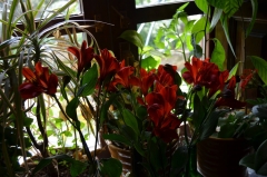 Floricultura castilla - foto 2