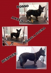 Foto 217 peluquería canina en Madrid - Familia Animal