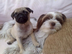 CLÍNICA VETERINARIA PRADA