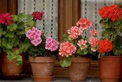 Floristeria la camelia - foto 16