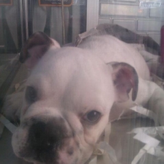Peluqueria canina aquazul - foto 19