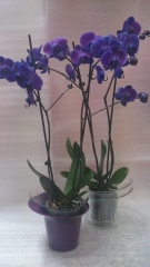Artifresia floristas - foto 14