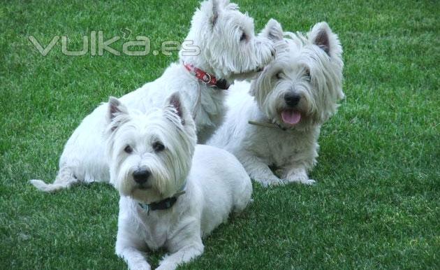 perritos westies