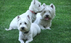 Perritos westies