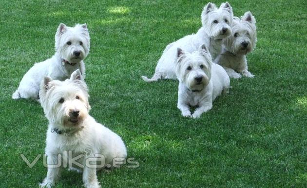 mis cinco westies