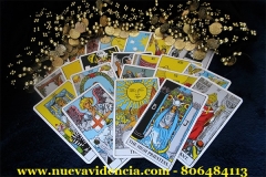 Tarot Raider