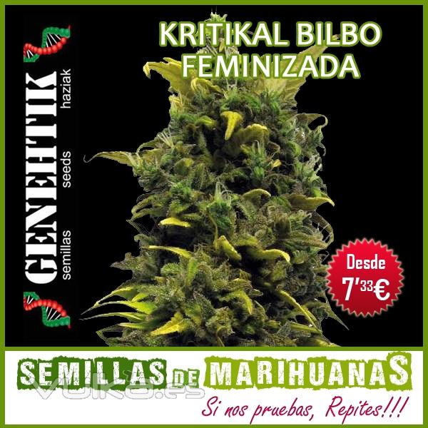 Semillas de Marihuana Feminizadas - Kritikal Bilbo