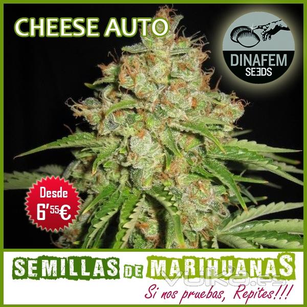 Cheese Autofloreciente - Dinafem - Semillas Autoflorecientes