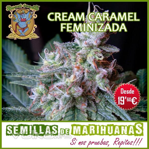 Cream Caramel Sweet Seeds - Semillas Feminizadas