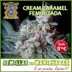 Cream caramel sweet seeds - semillas feminizadas