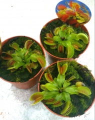 Artifresia floristas - foto 30
