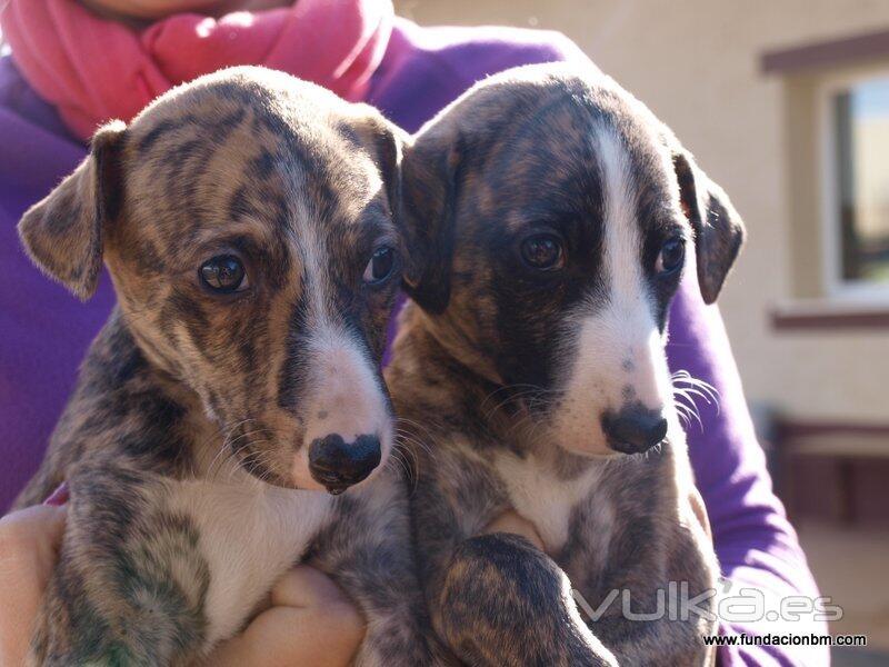 Clnica Veterinaria de la Fundacin Benjamn Mehnert