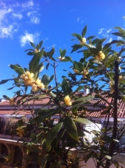 LAS FLORES DE RAQUEL - Foto 1