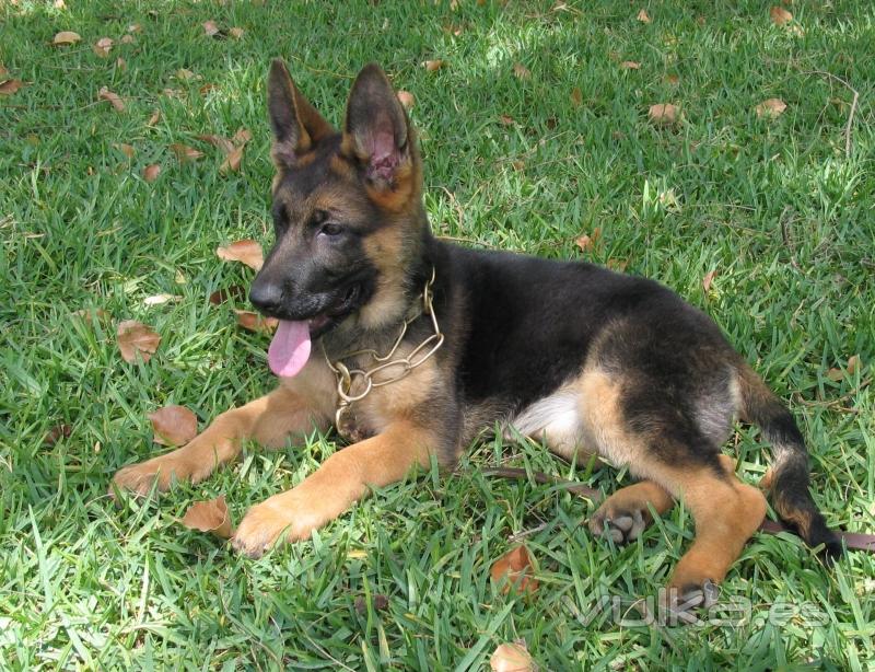 CACHORRO PASTOR ALEMAN