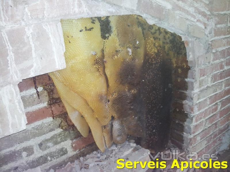 Enjambre de abejas dentro de la cámara de aire de una pared