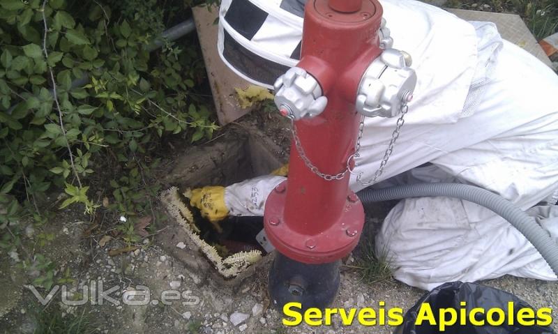 Enjambre de abejas en una arqueta de agua