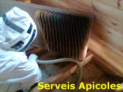 Enjambre de abejas debajo el suelo de madera