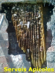 Enjambre de abejas en un tabique pluvial