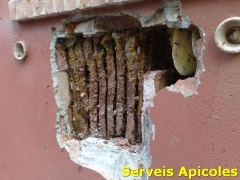 Enjambre de abejas dentro de la cmara de aire de una pared