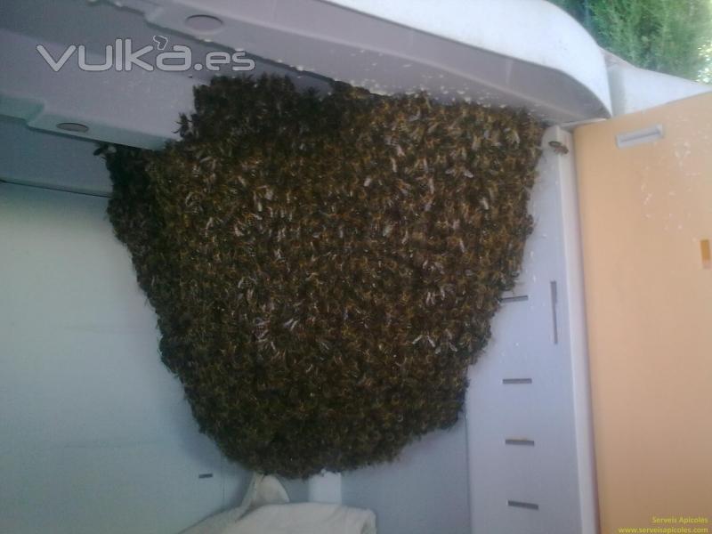 Enjambre de abejas en un armario del jardin