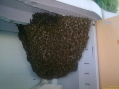 Enjambre de abejas en un armario del jardin
