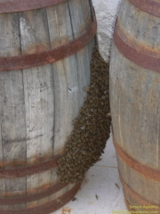 Enjmabre de abejas en una bota de vino
