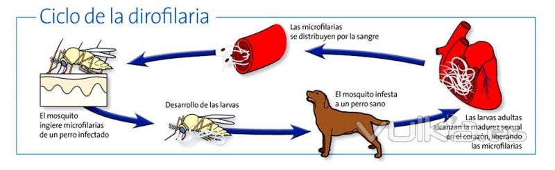 CLÍNICA VETERINARIA ALAMEDA