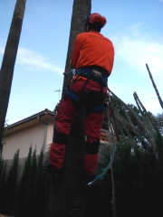 Poda palmeras trepa