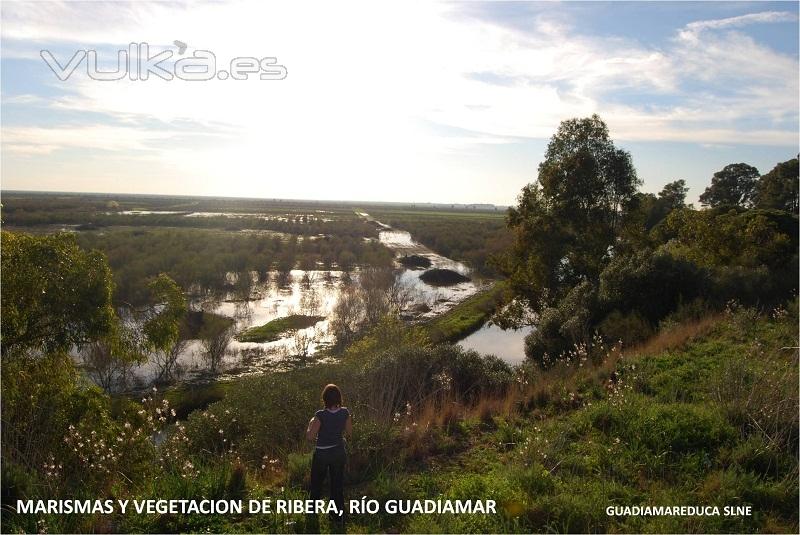 Marismas y vegetación de Ribera, Río Guadiamar