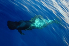 Safari de cetaceos en la gomera, acuatic service