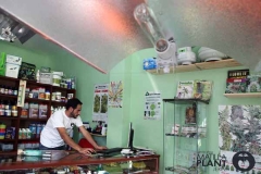 semillas de marihuana feminizadas