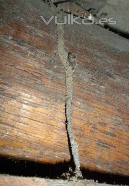 Las termitas crean túneles terrosos