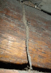 Las termitas crean tneles terrosos