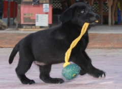 Foto 10 criadero de perros en Murcia - De Casa Santa Rita