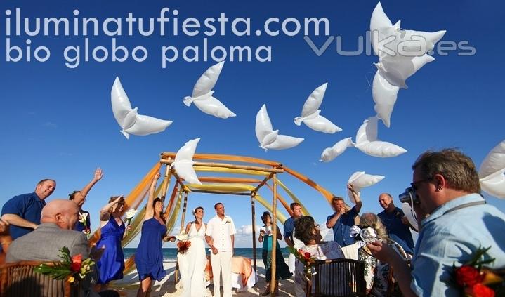 GLOBO PALOMA BIO, IDEAL PARA SUELTA DE GLOBOS