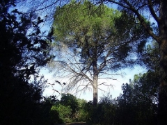 Empresa forestal a girona, neteges forestals david