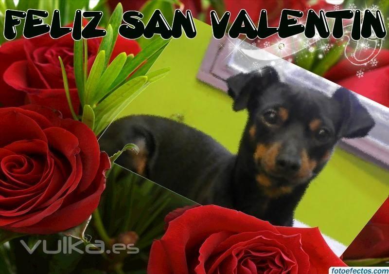 PELUQUERÍA CANINA - FELINA - SPA MUNDO TROPICAL