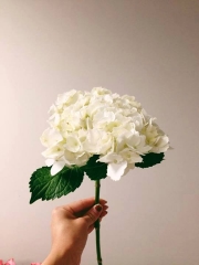 Floristeria yamil lazu - foto 15