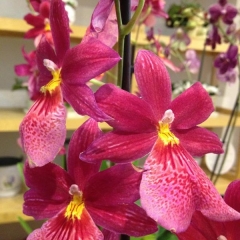 Ten siempre flores - foto 1
