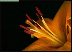 Floristera fiori - foto 1